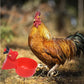 Eco-Friendly Poultry Automatic Poultry Waterer