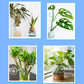 Universal nutrient solution for flowering potted plants